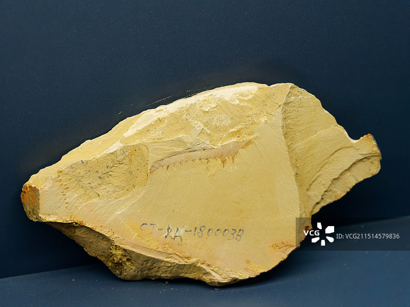 澄江化石地博物馆馆藏奇虾化石图片素材