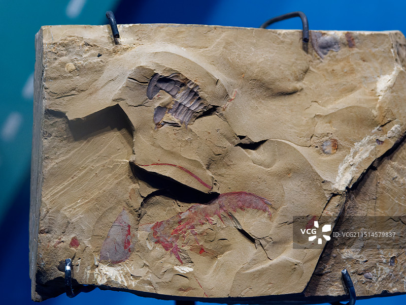 澄江化石地博物馆馆藏奇虾化石图片素材