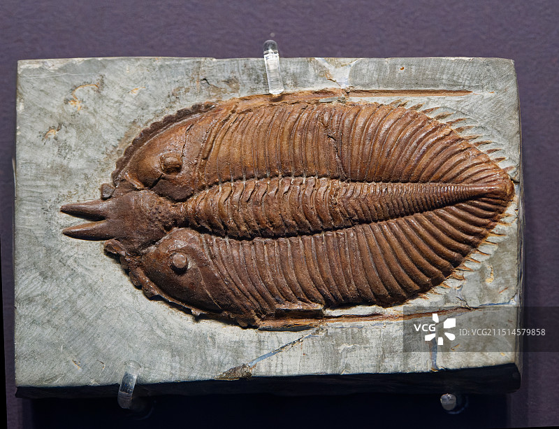 澄江化石地博物馆馆藏三叶虫化石图片素材