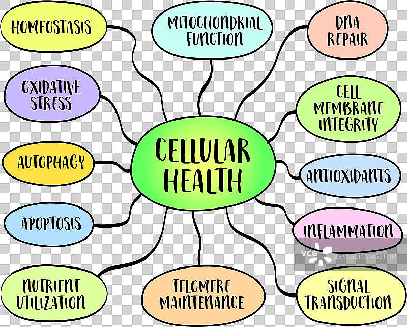 促进细胞健康的流程概念图片素材
