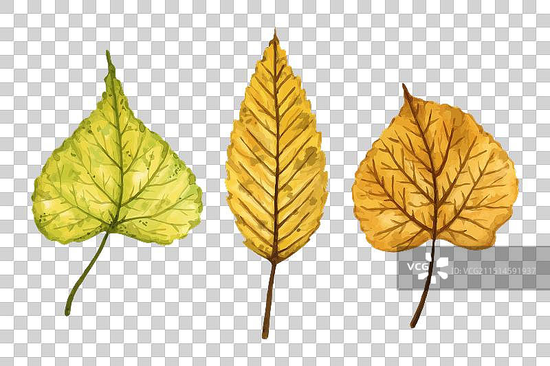 手绘榆树和椴树秋叶图片素材