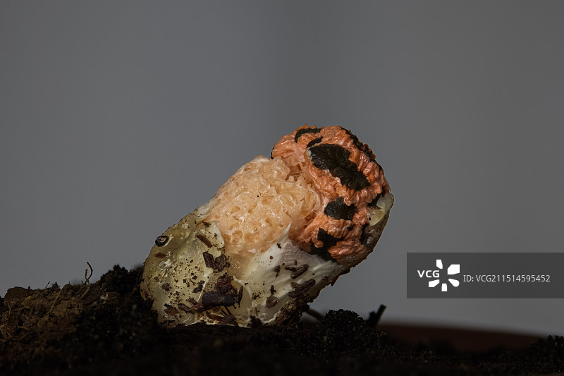 黄柄笼头菌图片素材