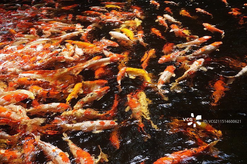 锦鲤摄影特写图片素材