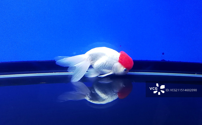 美丽的金鱼图片素材