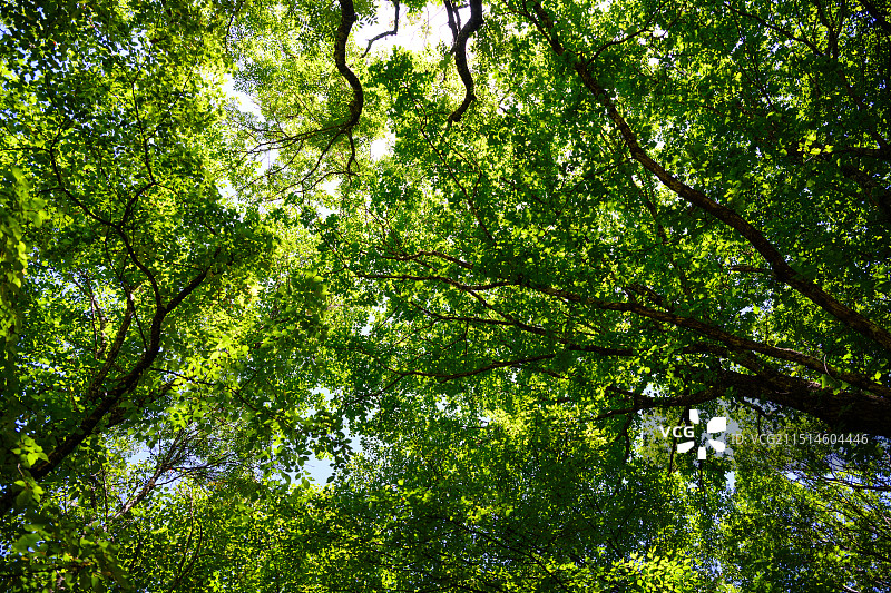 四川九寨沟逆光的森林树叶图片素材