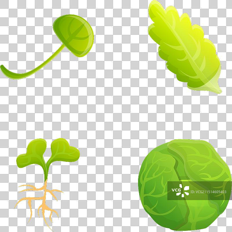 卡通新鲜卷心菜图标集图片素材