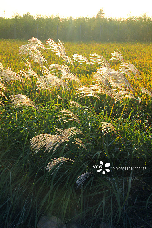 秋分里的乡土风物图片素材