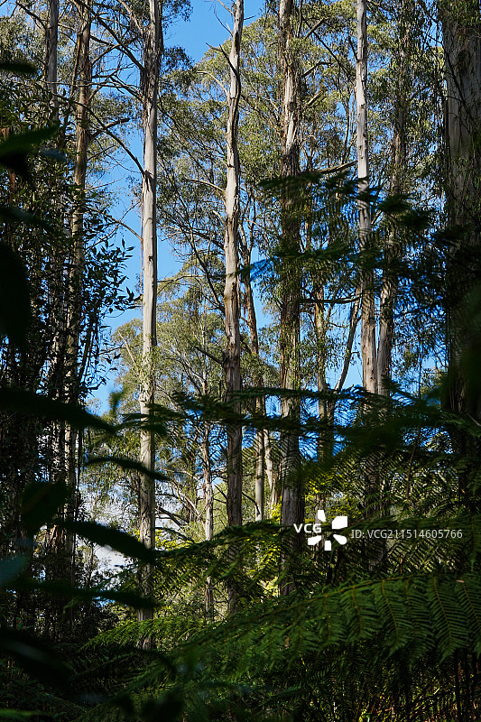 但德农山脉国家公园Dandenong Ranges National Park图片素材