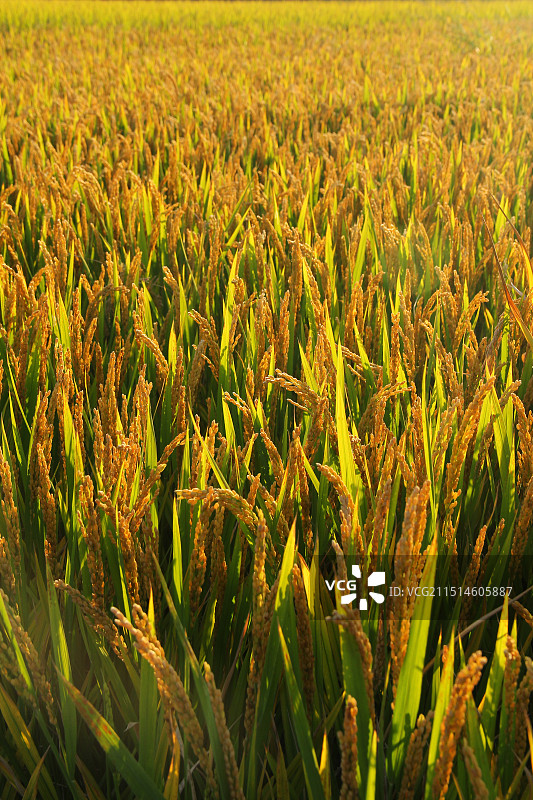 秋天的水稻图片素材