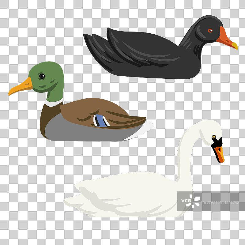 绘画：白天鹅、鸭子和黑水鸡图片素材