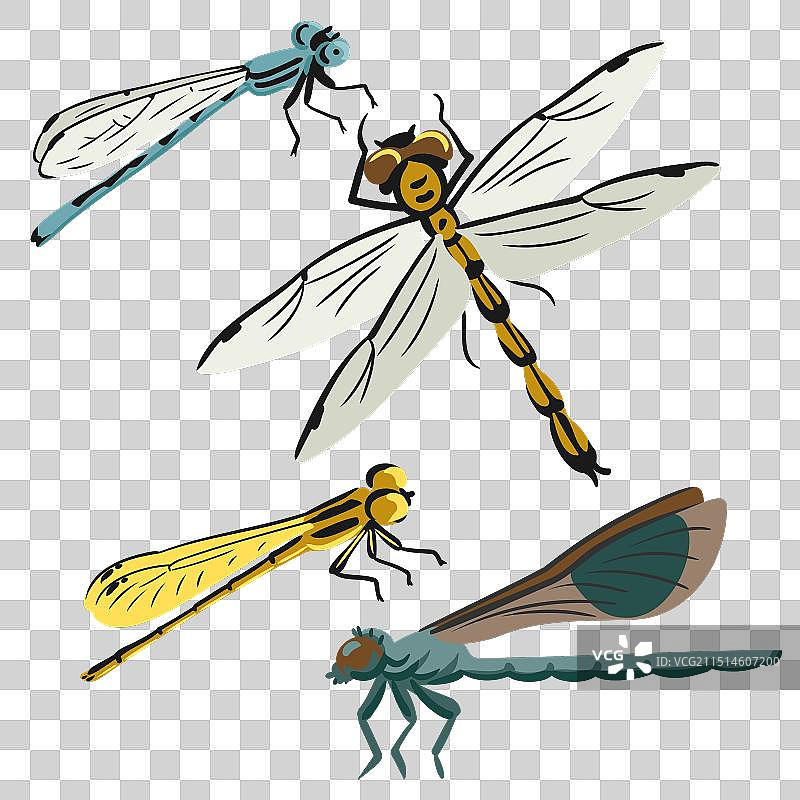 蜻蜓手绘图案图片素材