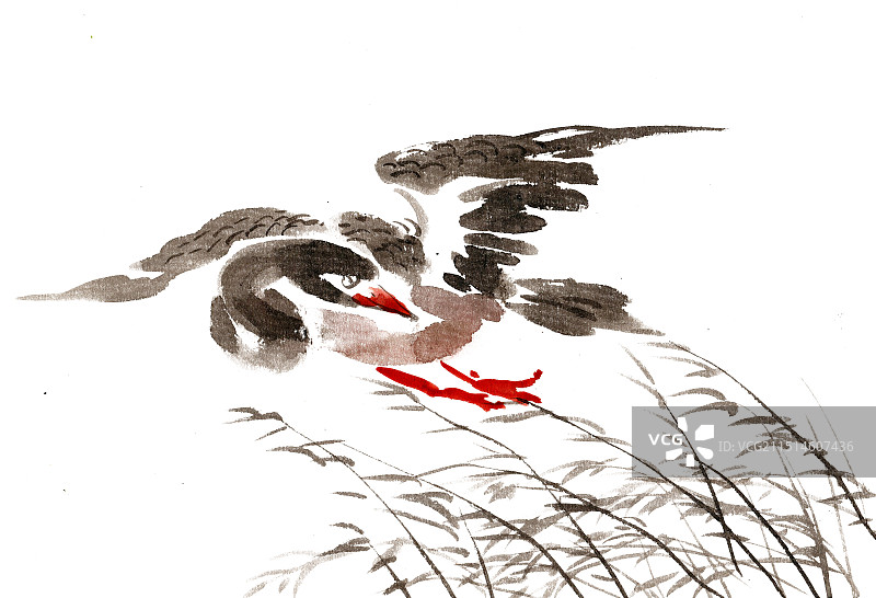 飞翔的大雁图片素材