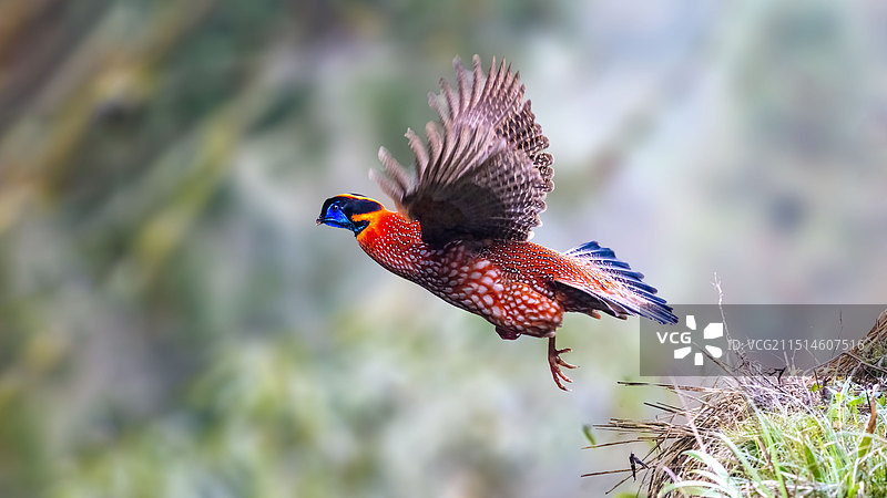 红腹角雉图片素材