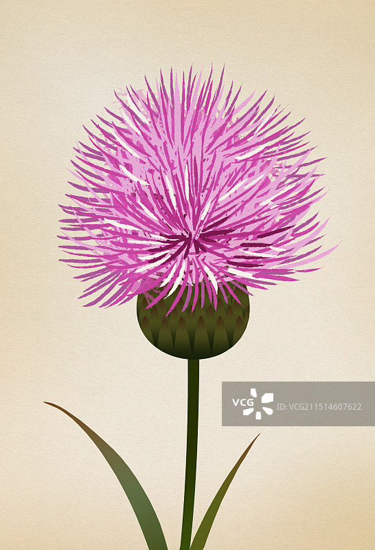 大自然生态环境草本植物中药材水飞蓟治疗身体健康科普插画图片素材