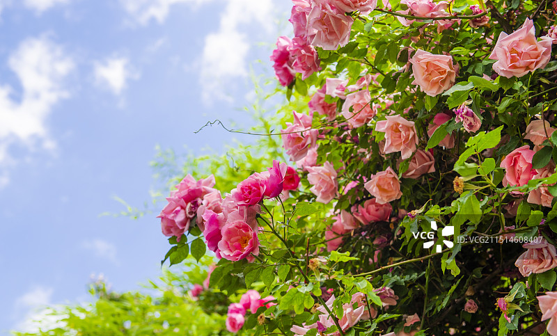 盛开的月季花  月季花素材  花园盛开的玫瑰花图片素材