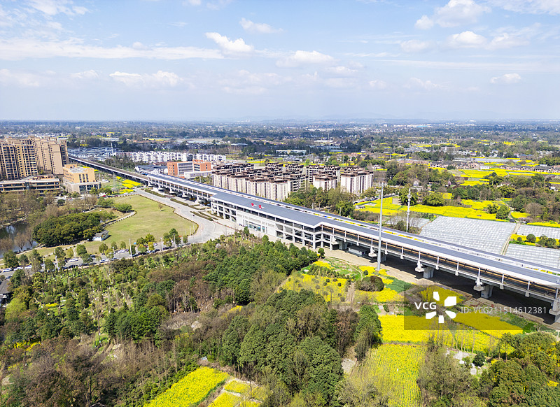 油菜花图片素材