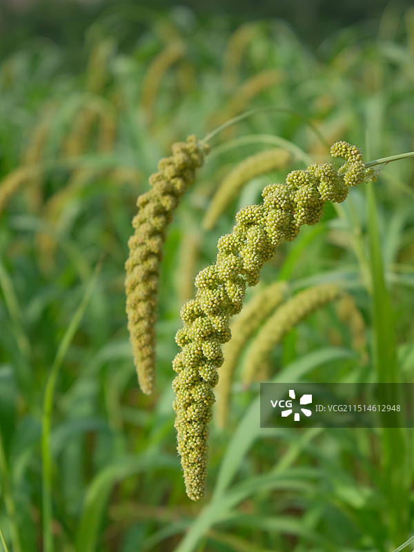 田野里生长的谷子 小米 粮食图片素材