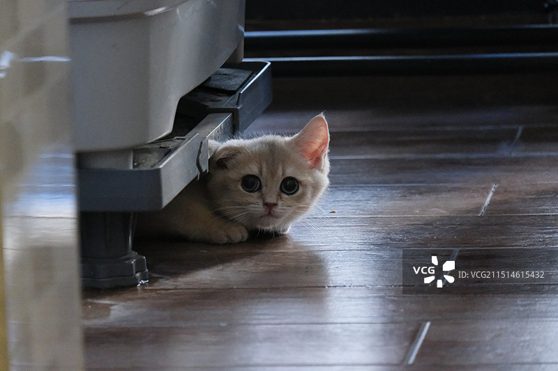 躲猫猫图片素材