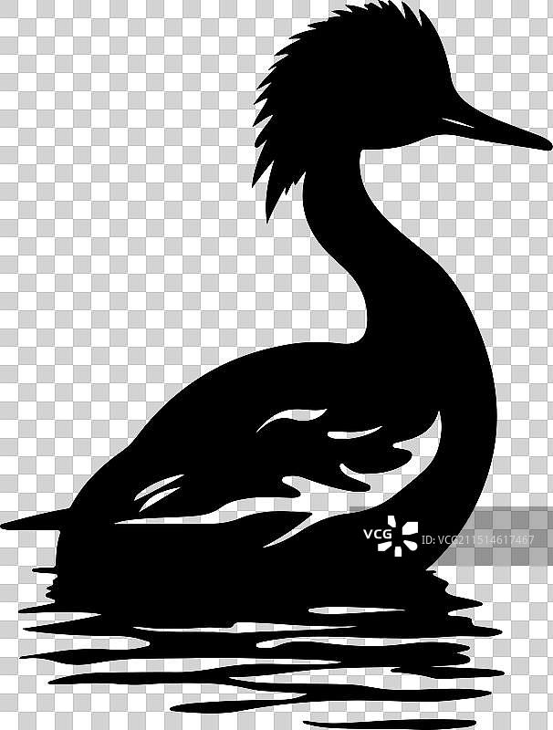 鸊鷉鸟剪影白色背景图片素材