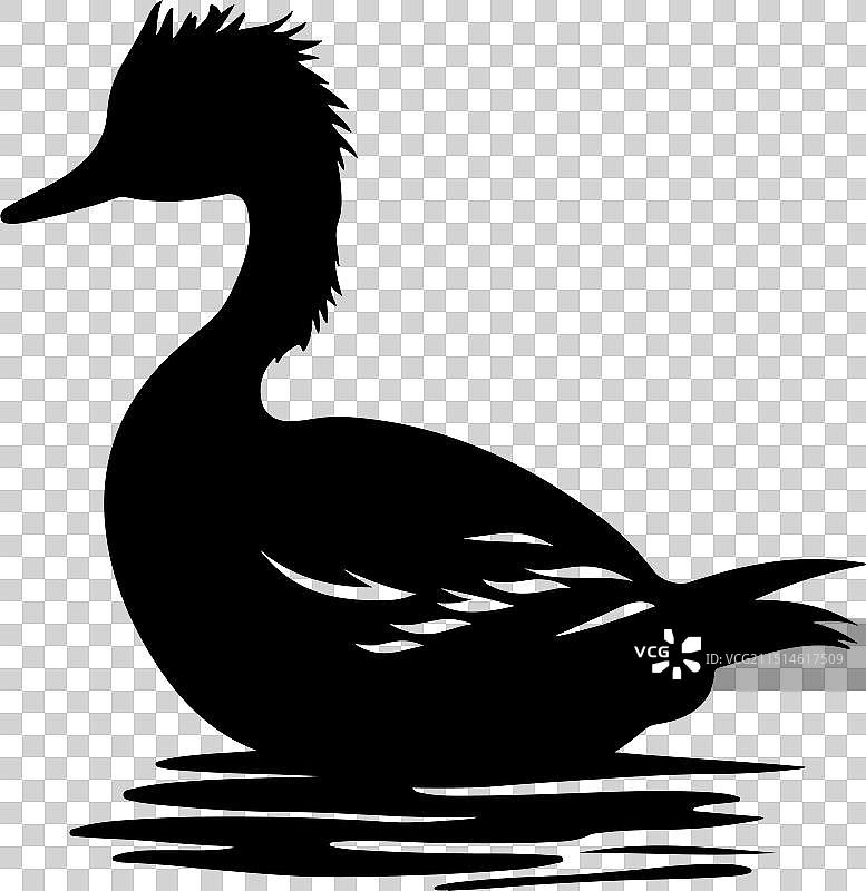 鸊鷉鸟剪影白色背景图片素材