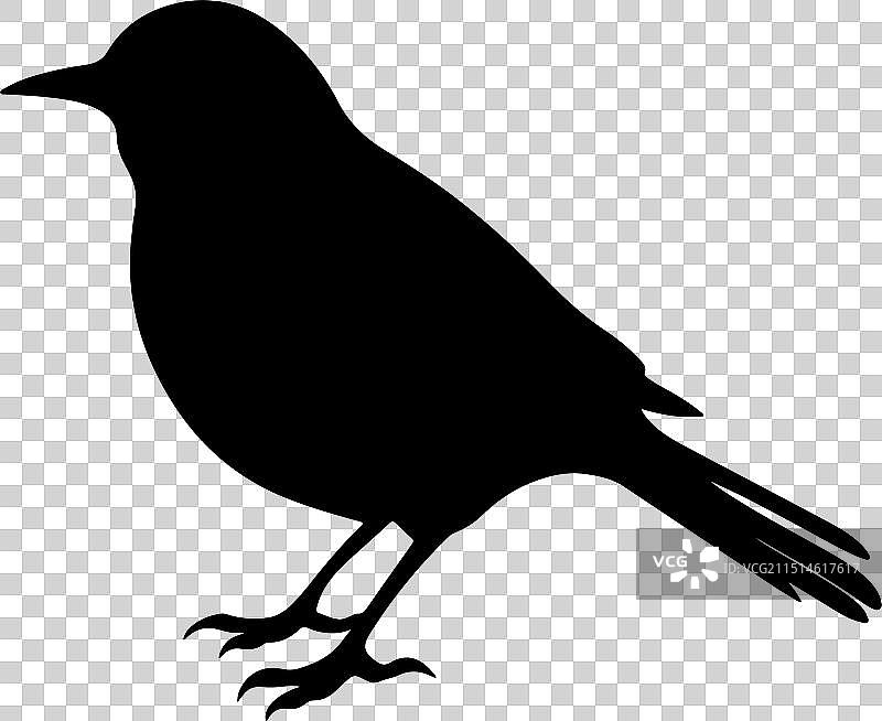 白色背景上的云雀剪影图片素材