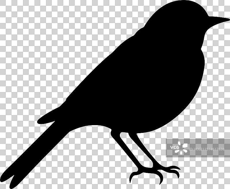 白色背景上的云雀剪影图片素材