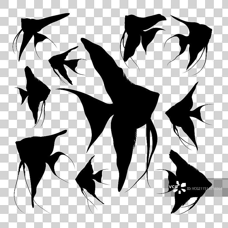 神仙鱼动物剪影图片素材