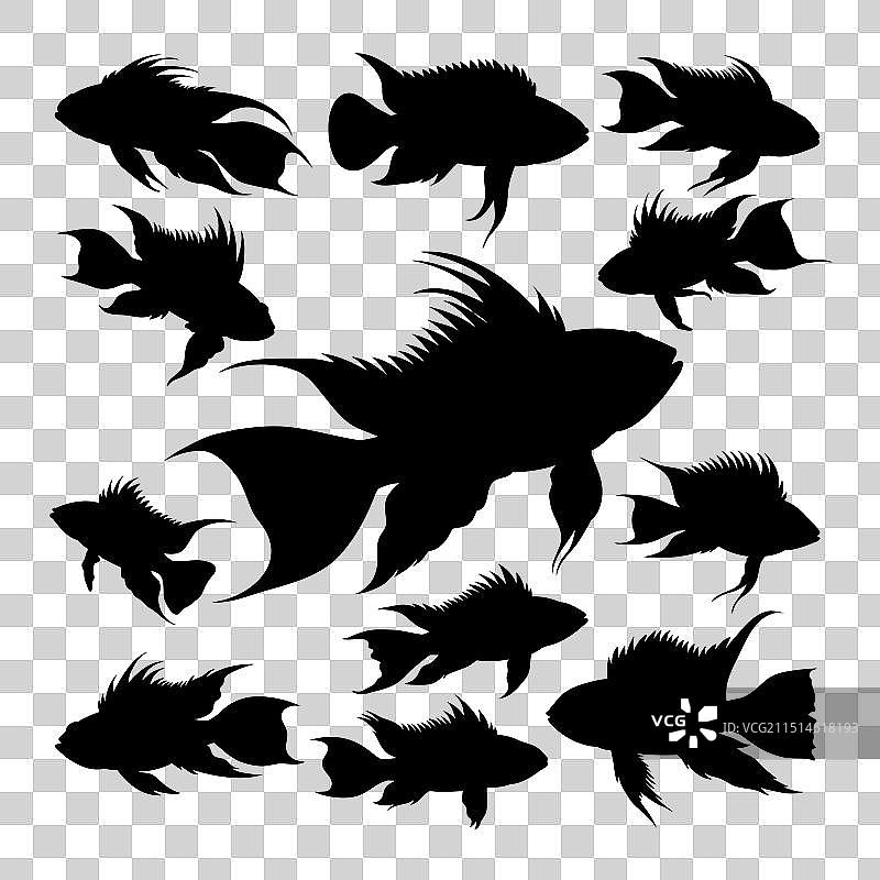 葵花鹦鹉与矮丽鱼剪影图片素材