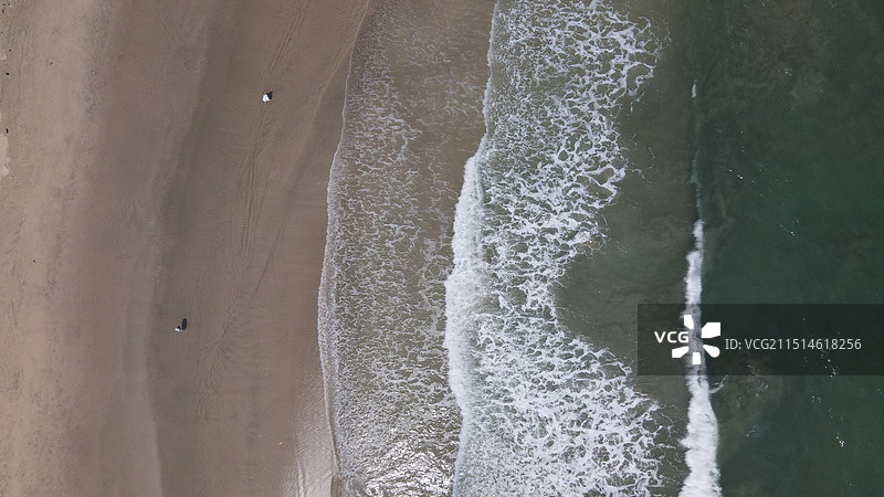 惠州黑排角图片素材