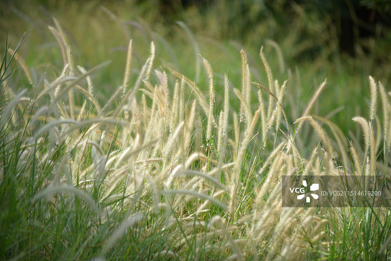 狗尾巴草图片素材