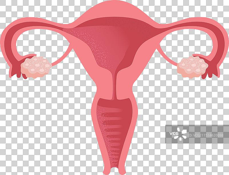 子宫是女性健康的生育系统图片素材