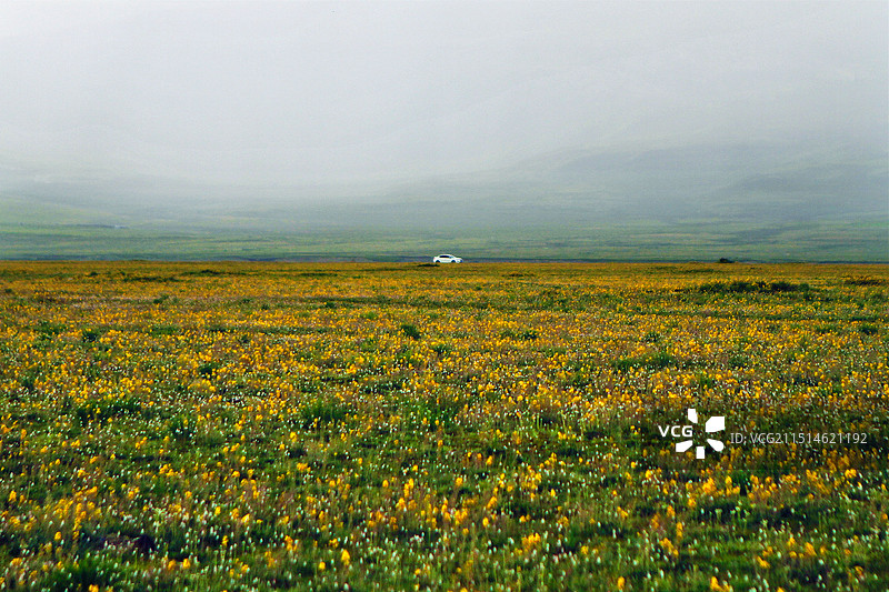 四川甘孜理塘草原上的黄色野花图片素材
