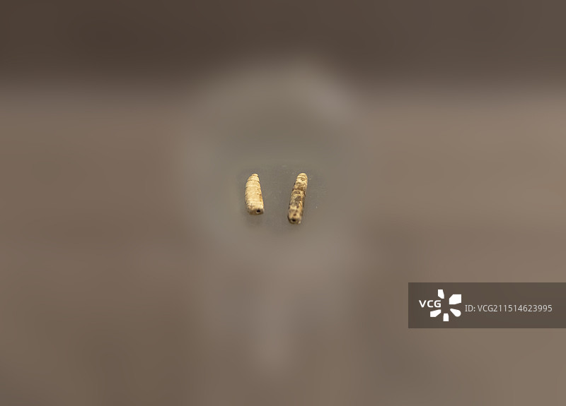 玉蚕 西周 宝鸡市茹家庄出土 陕西历史博物馆图片素材