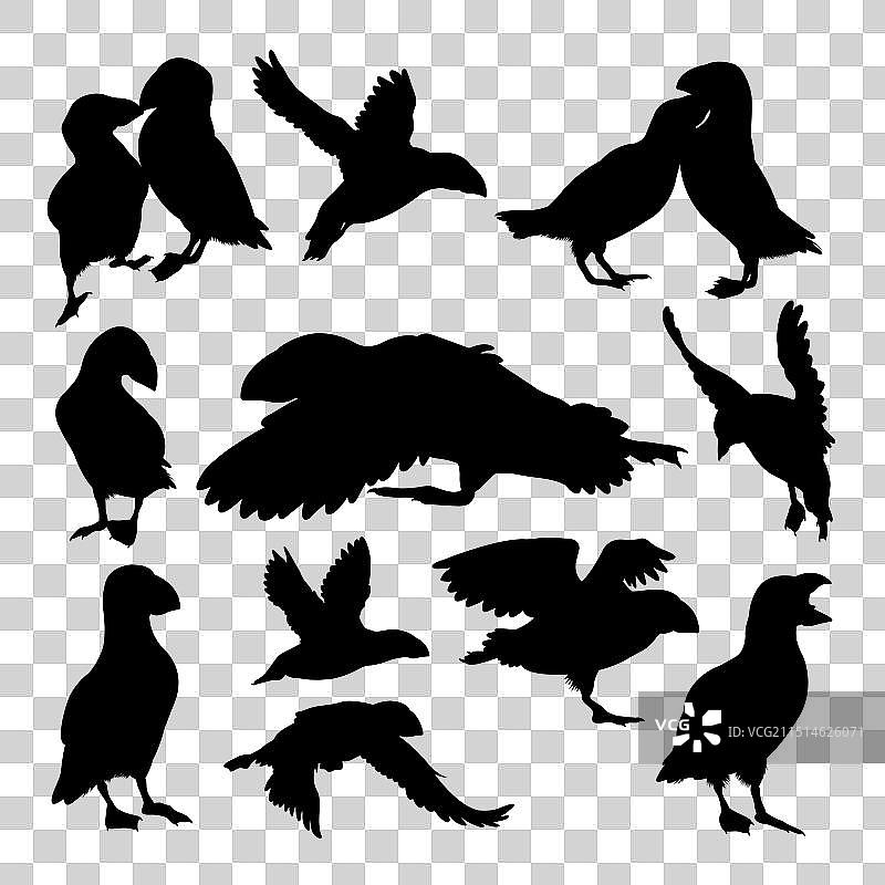 海鹦鸟类动物剪影图片素材