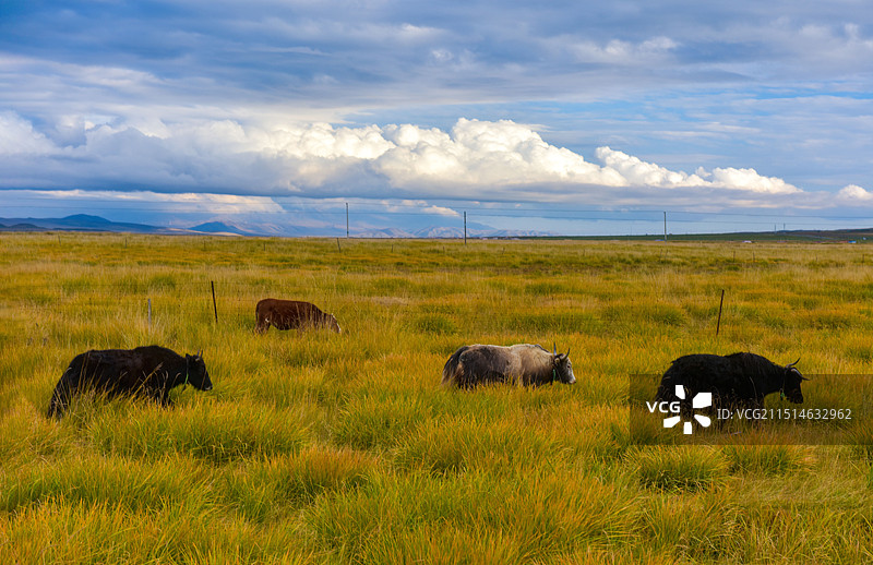 草原上放牧的牛图片素材