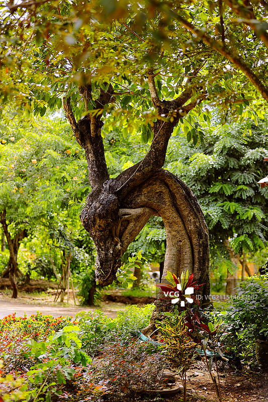 一棵造型奇特的树，树干弯曲成优美曲线，像龙，像鹿，图片素材