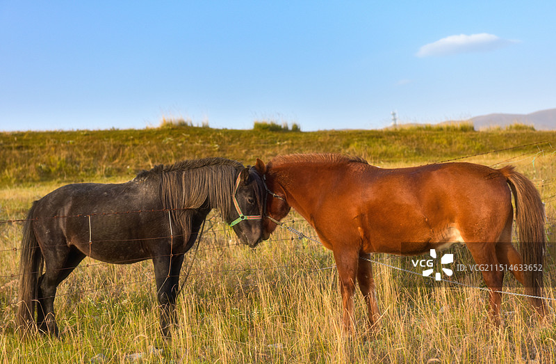 青海湖，梦幻般的湖图片素材