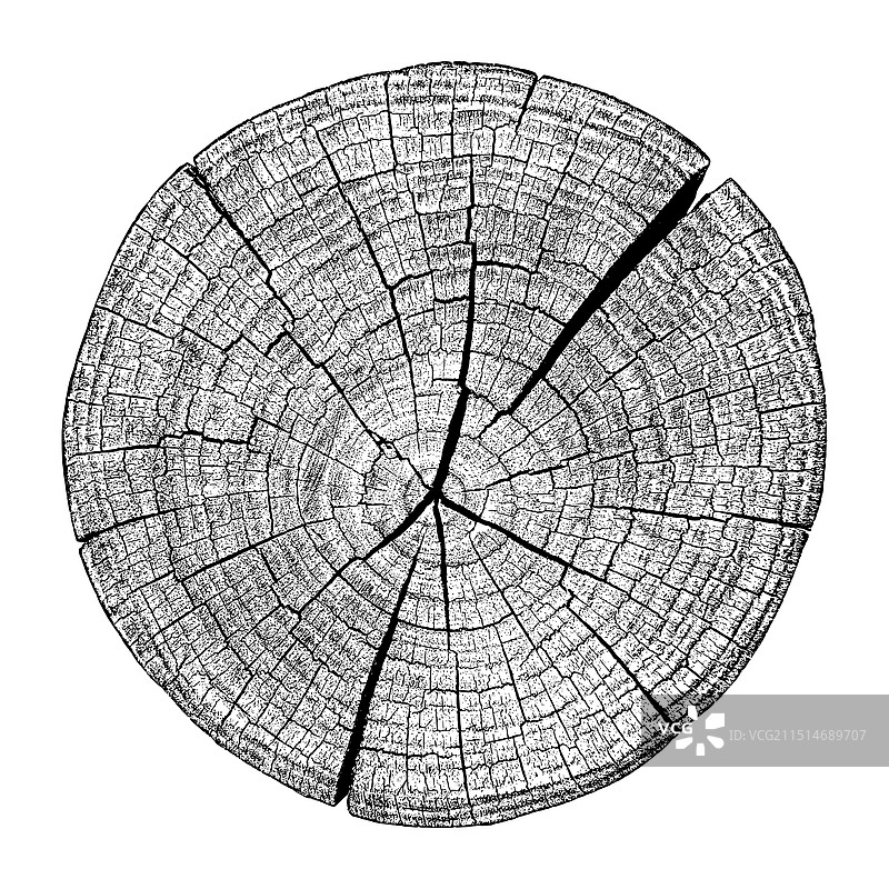 树木年轮截面木纹图片素材