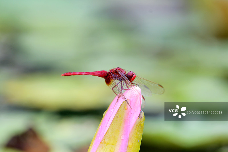 莲苞上的红蜻蜓图片素材