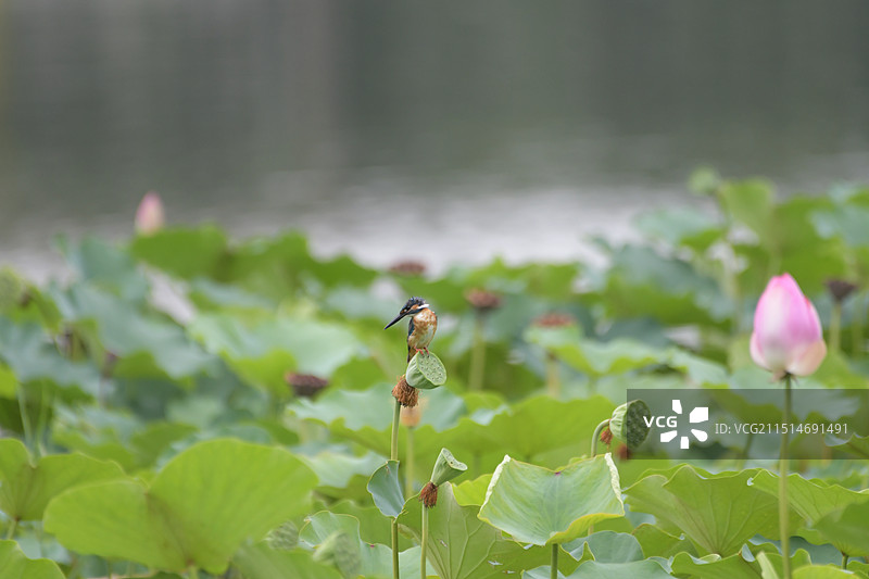 莲蓬上扭头回望的翠鸟图片素材