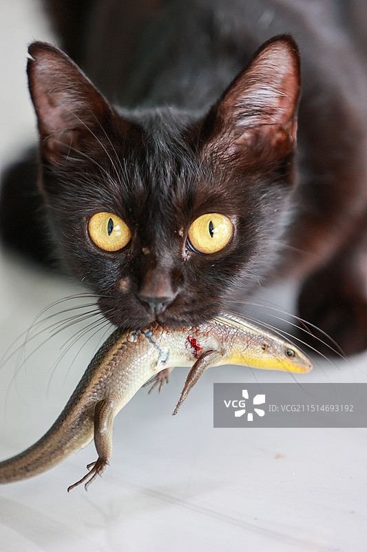 一只黑猫叼着一只蜥蜴，延伸犀利，展现出捕猎后的得意图片素材