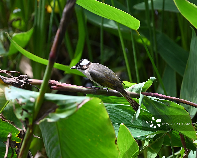 白头翁，白头鹎图片素材