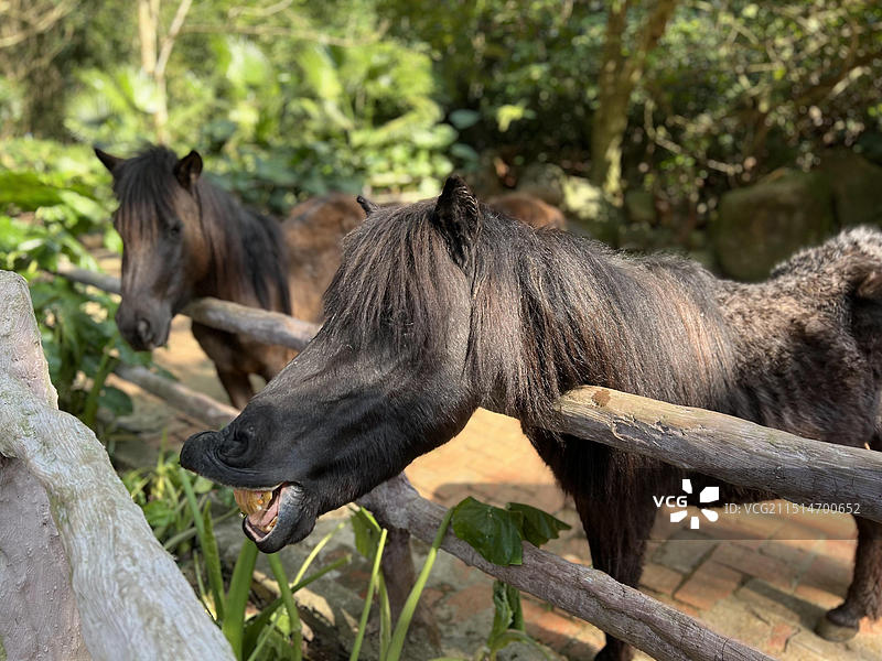 海口海南热带野生动植物园图片素材