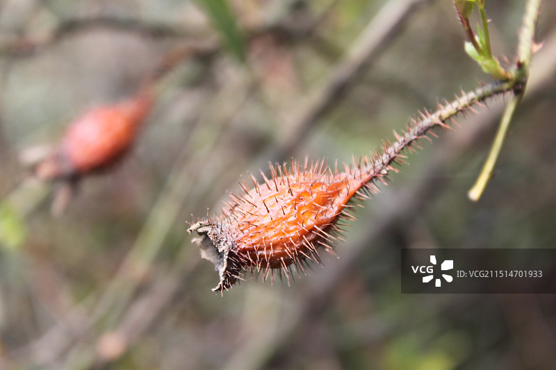 金樱子特写图片素材