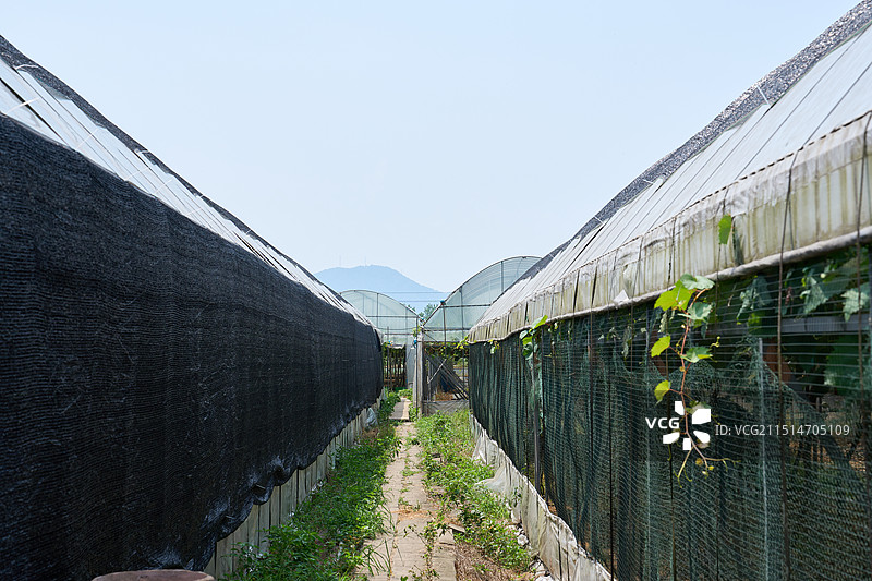 蓝天下葡萄园大棚的小道图片素材