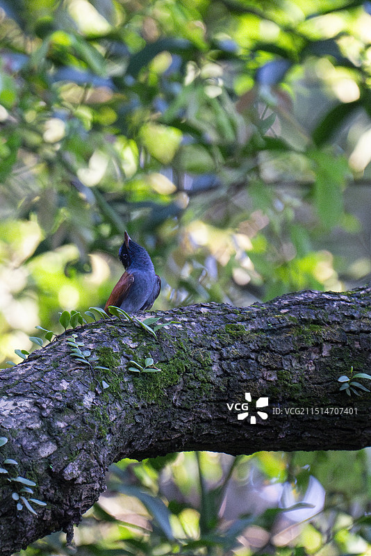 寿带  绶带鸟 过境鸟 候鸟迁徙 王鹟科寿带属 三有保护动物 野生动物 户外 广州 中山大学图片素材