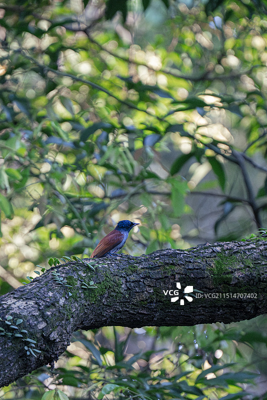 寿带  绶带鸟 过境鸟 候鸟迁徙 王鹟科寿带属 三有保护动物 野生动物 户外 广州 中山大学图片素材