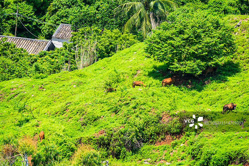 俯瞰田园村落，澄迈美俗村图片素材