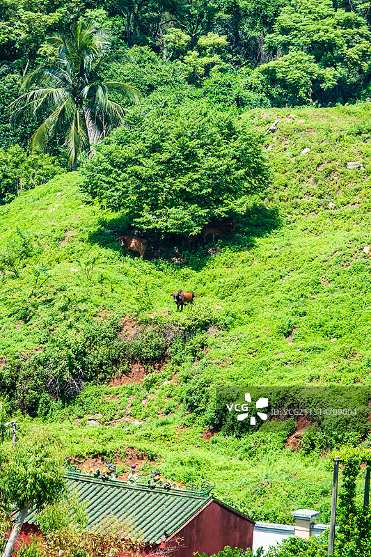 俯瞰田园村落，澄迈美俗村图片素材