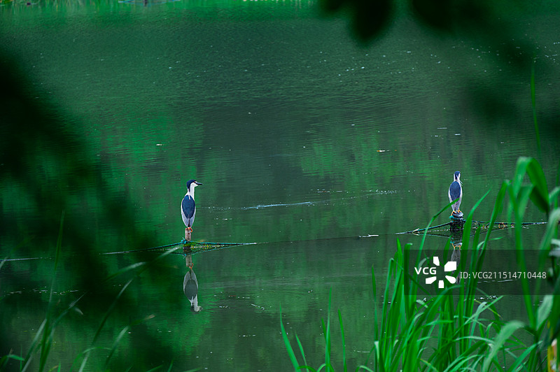 杭州乌龟潭夜鹭图片素材